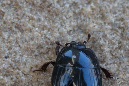 Margarinotus purpurascens